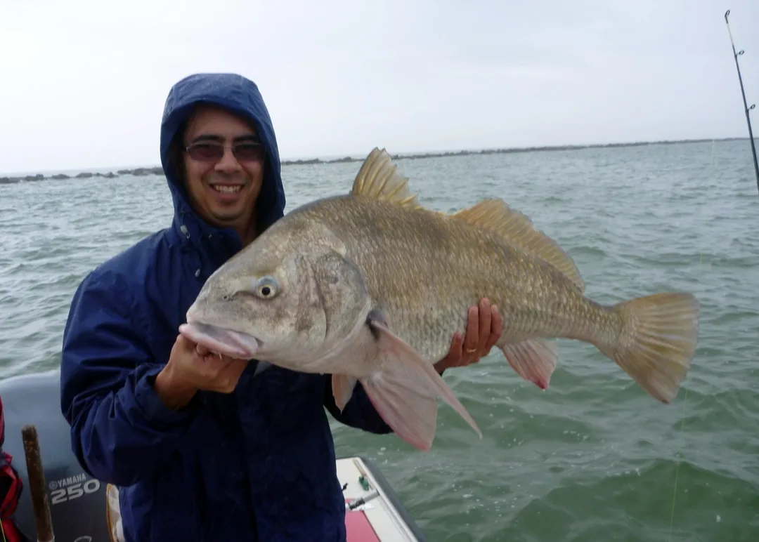 Large Black Drum like this one come in close to shore in numbers in the winter months in Texas.