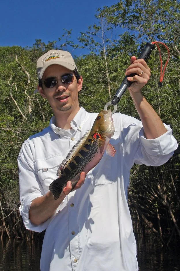 The author's Jacunda caught in Brazil on a bucktail jig.
