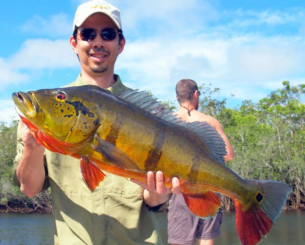 A beefy Peacock Bass caught on a bucktail jig in Brazil