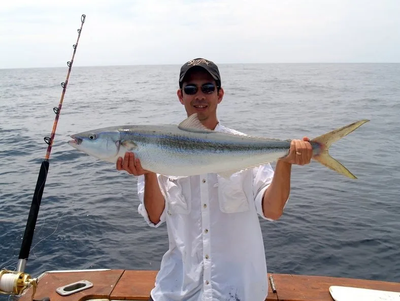 This Rainbow Runner was caught on a live baitfish in Mexico.