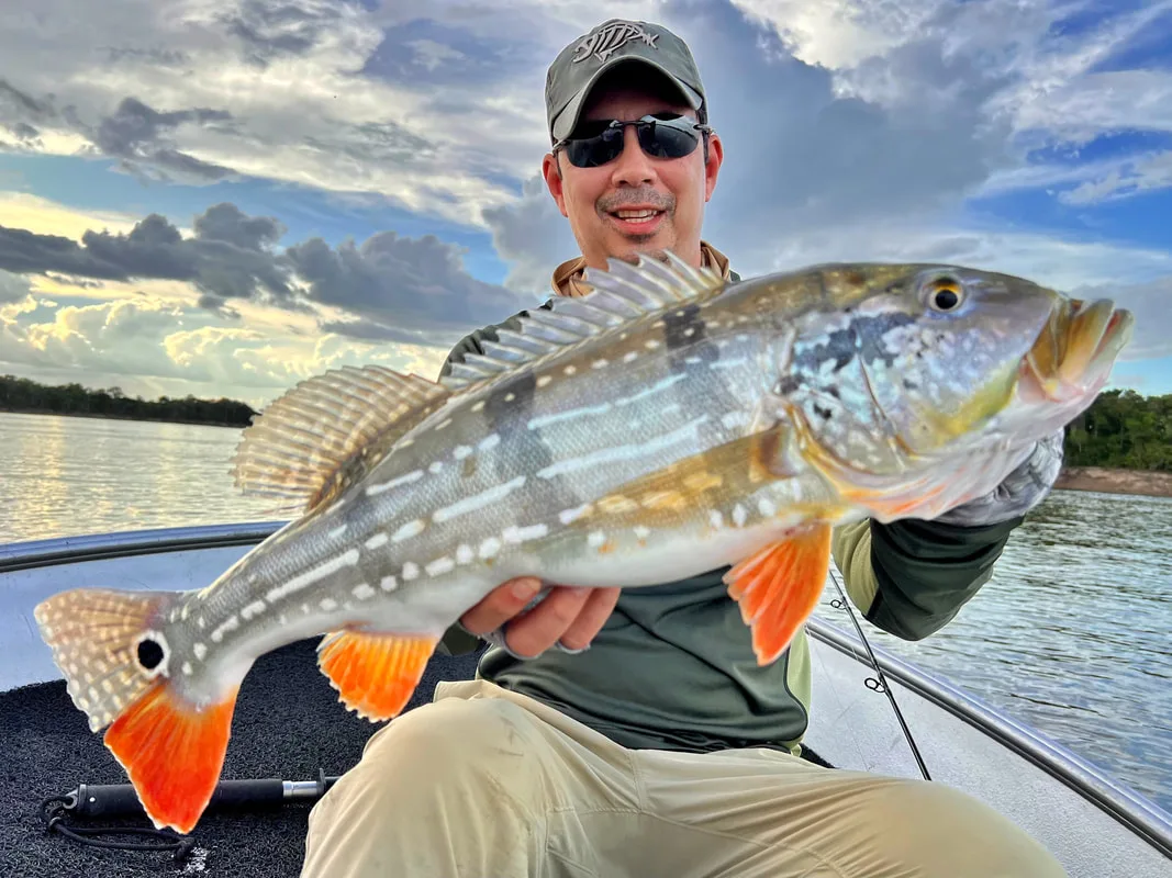 Cichla temensis - Speckled phase
