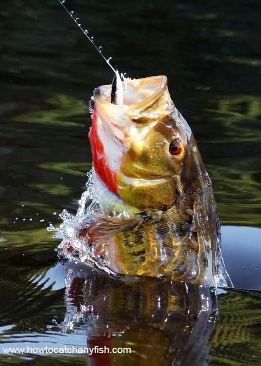 A Peacock Bass clearing the water in Bolivia