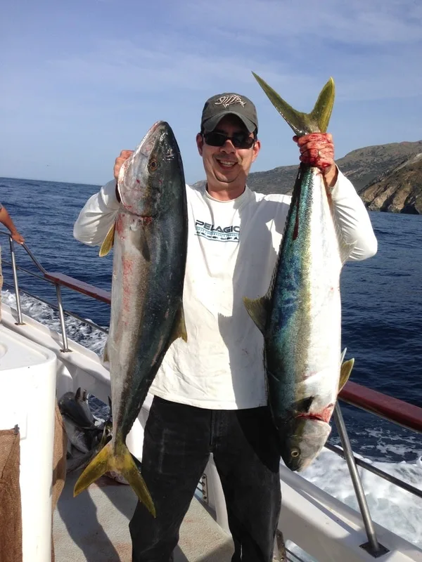 Yellowtail caught at Catalina Island