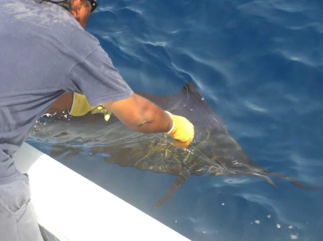 Preparing to release another Sailfish in Puerto Vallarta, Mexico