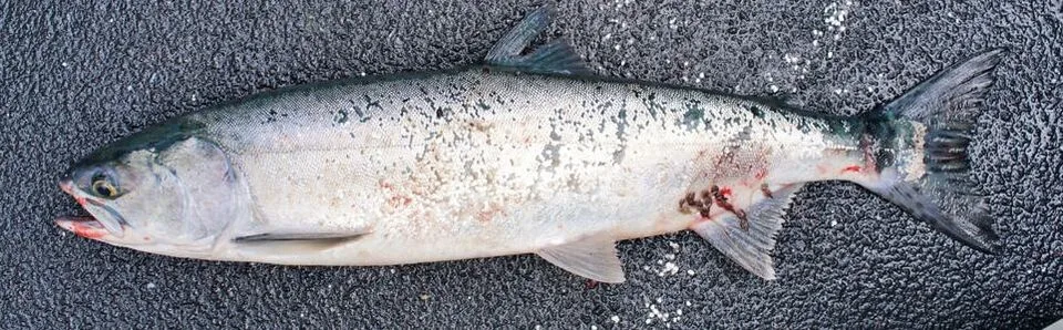 An ocean-caught Pink Salmon caught in Alaska.  Note it is almost completely silver.