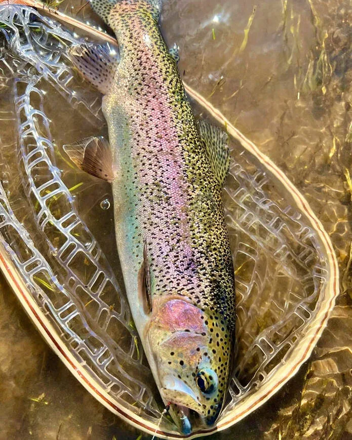 A beautiful Rainbow caught on a nymph in the Conejos River, Colorado.  Note the plastic net, which causes less harm to the fish