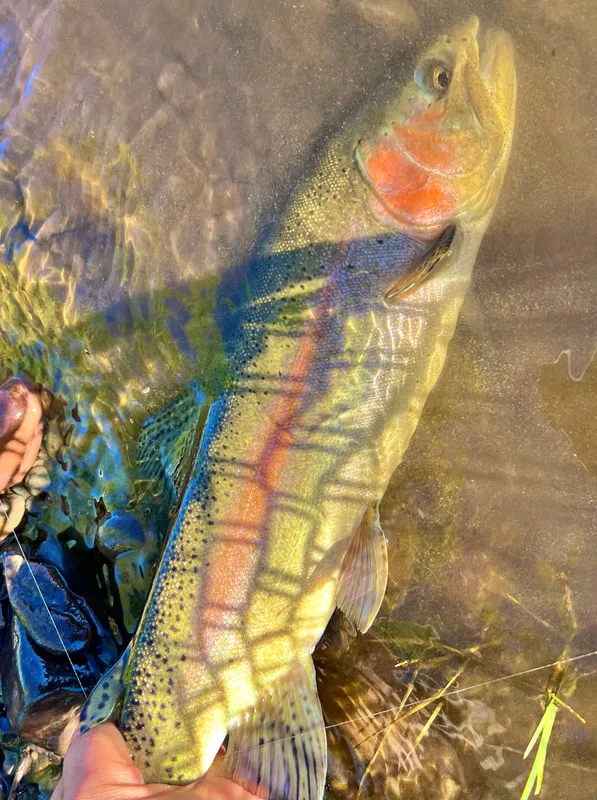 Big Colorado Rainbow Trout
