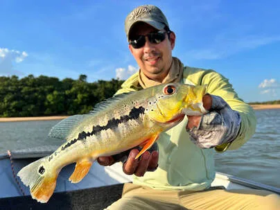 Cichla intermedia, or Royal Peacock
