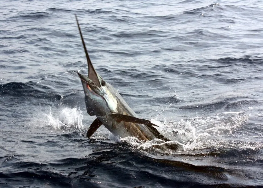The author's Pacific Sailfish in Puerto Vallarta, Mexico.