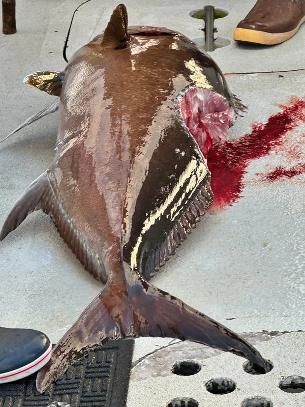 A big Almaco Jack that mostly made it to the boat