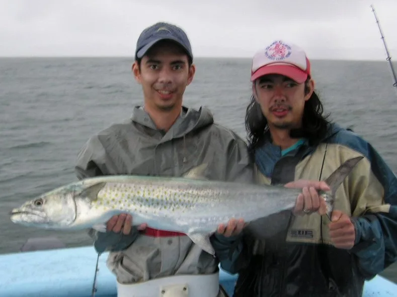 An unfortunately blurry picture of the author's big Pacific Sierra, taken in Panama in 2004 on a live goggle-eye