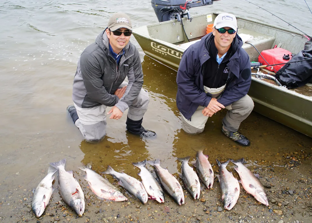 A Nushagak limit of male Silvers