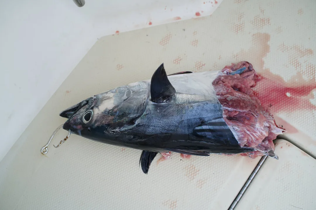 Skipjack bait after a Cubera Snapper took a bite