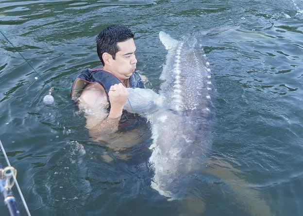 Reviving and releasing a White Sturgeon