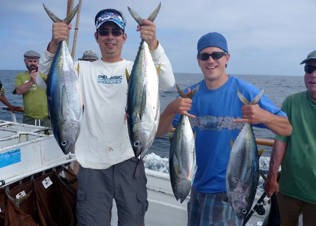 Some small Yellowfin Tuna caught on a 3/4 day boat out of San Diego.