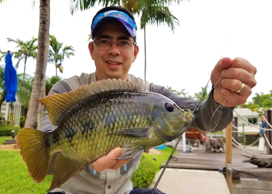A Spotted Tilapia caught on bread in Miami, Florida