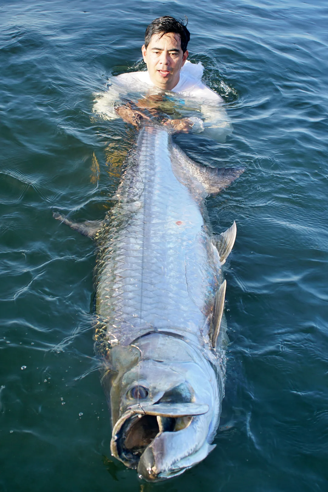 A tanker of a Tarpon caught in Trinidad on a surprisingly small sardine