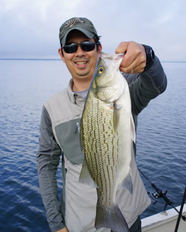 A fat Hybrid caught in Lake Tawakoni, Texas on a live shad