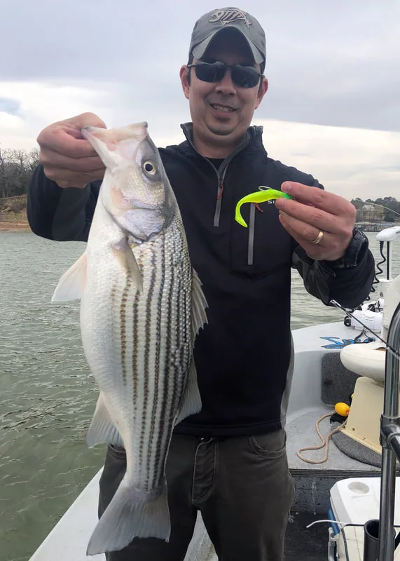 Chunky Striper caught on a Sassy Shad swimbait in Lake Texoma, Texas