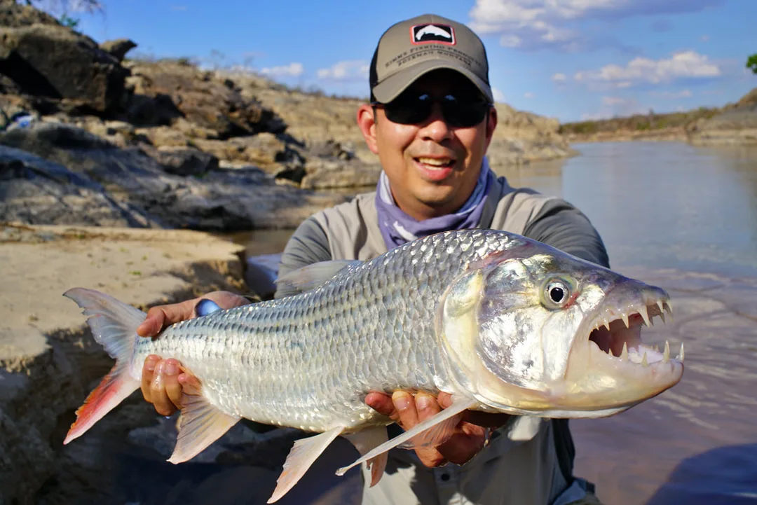 A healthy Tigerfish caught in the Kilombero River on a plastic frog
