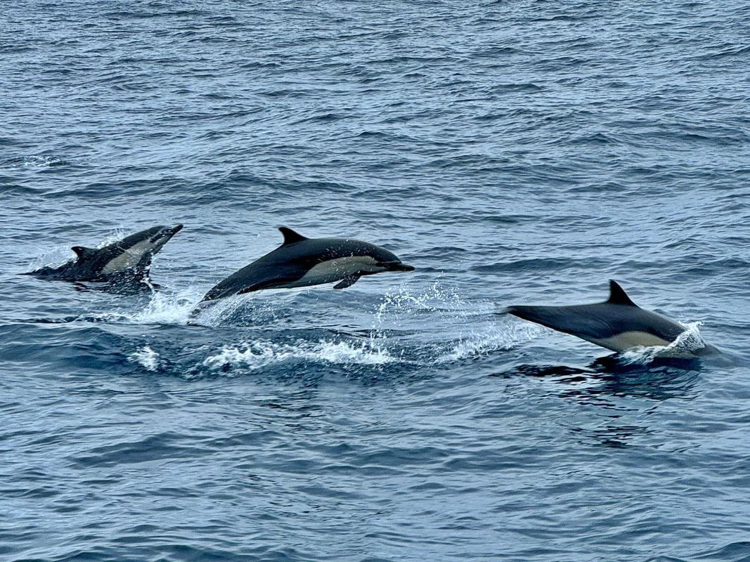 Dolphins and porpoise were frequently sighted all throughout the trip