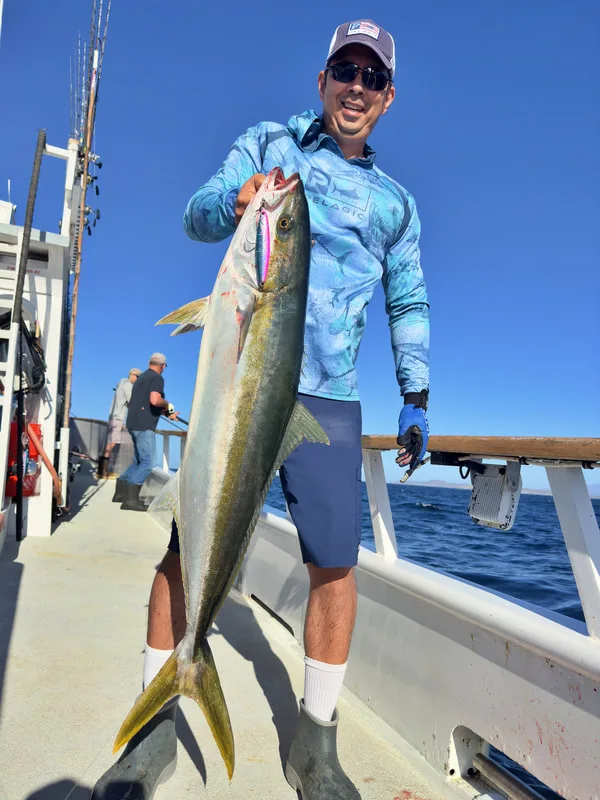 A Yellowtail caught on the Shout Flash 150 fast pitch jig and medium spinning rod