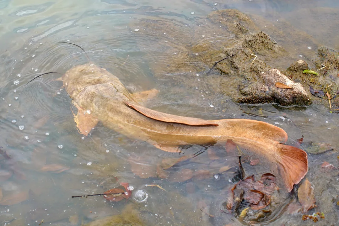 A Vundu swimming off after release