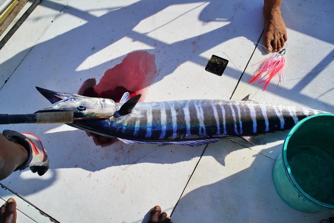 Like many pelagic fish, Wahoo have beautiful coloration that fades quickly when they die. It's a little risky to go barefoot when there are Wahoo on the deck.