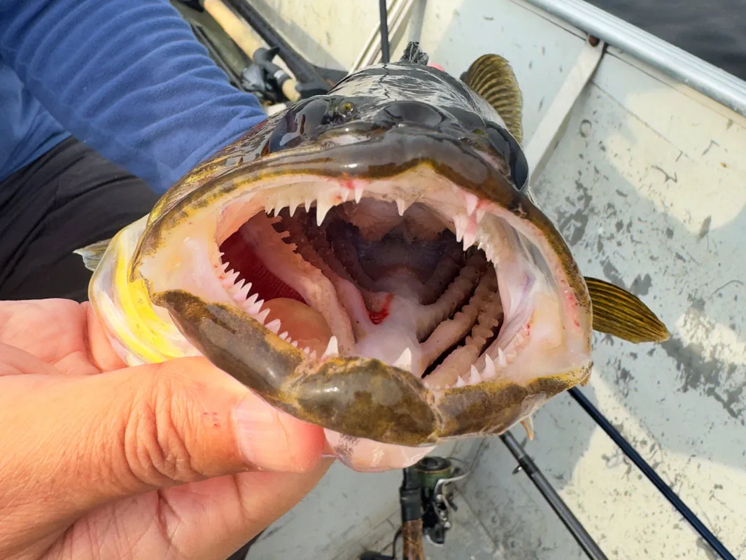 Walleye have quite a few teeth