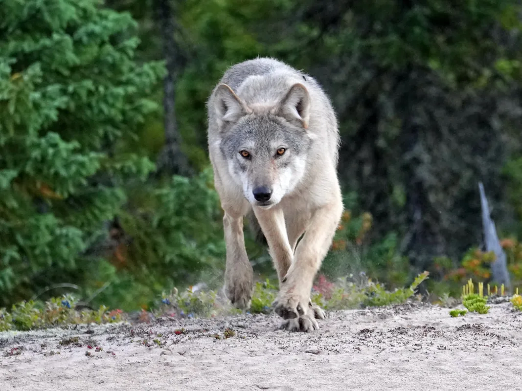 Male wolf