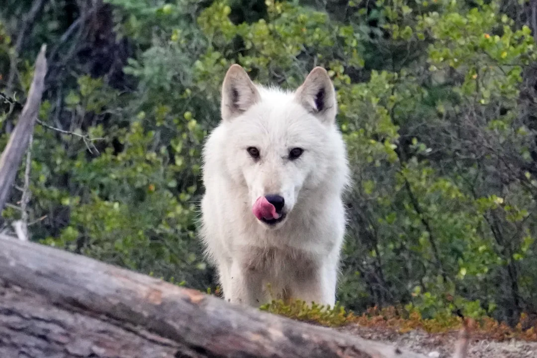 Wolf