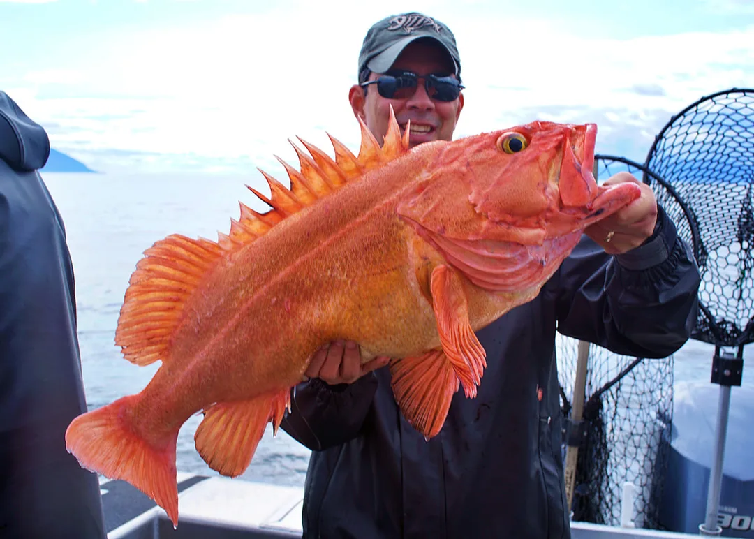 A big Yelloweye caught near Admiralty Island, Alaska