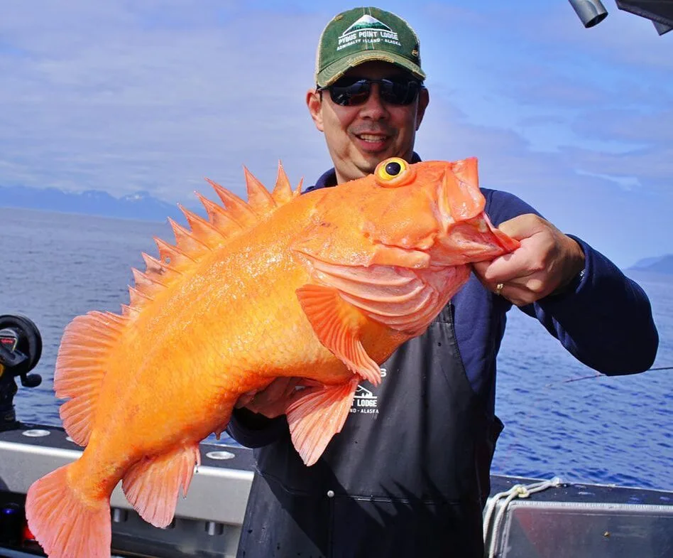 A beautiful specimen caught near Baranof Island, Alaska on a plastic jig.